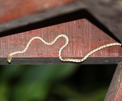 Dryophiops rubescens