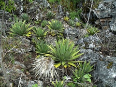 Agave convallis