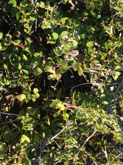 Baccharis pilularis pilularis