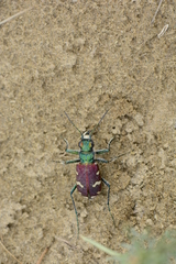 Cicindela coerulea nitida