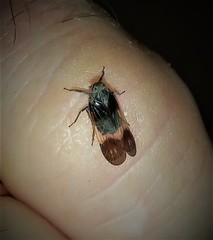 Melanoliarus dimidiatus