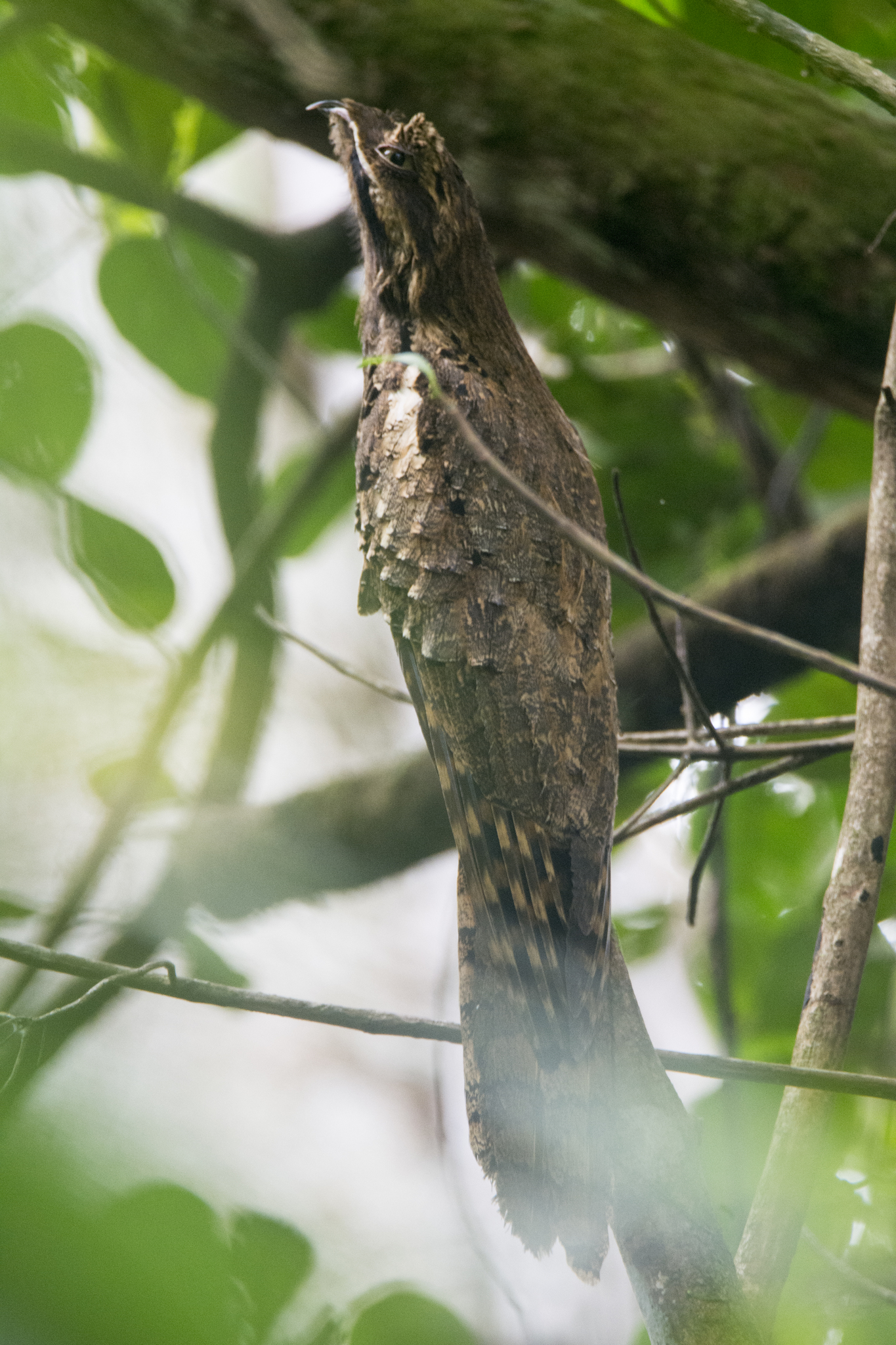 Long-tailed Potoo (Nyctibius aethereus), photo 6