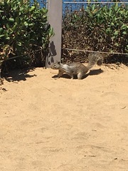 Otospermophilus beecheyi