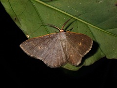 Serratophyga