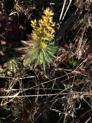 Solidago spathulata