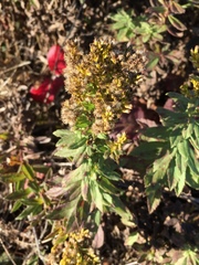 Solidago spathulata