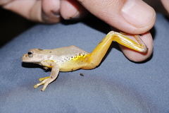 Ptychohyla hypomykter