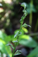 Platanthera hookeri