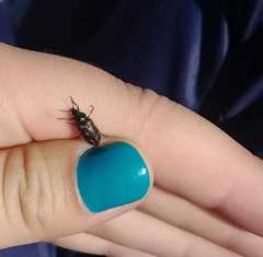 Astylus bourgeoisi
