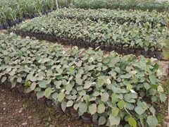 Pterospermum kingtungense