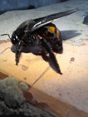 Xylocopa frontalis