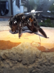 Xylocopa frontalis