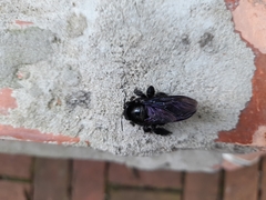Xylocopa frontalis