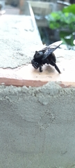 Xylocopa frontalis