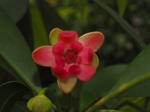 Guandong Star Anise (Illicium lanceolatum)