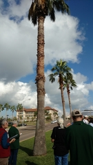 Washingtonia robusta