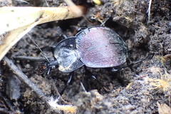 Scaphinotus elevatus