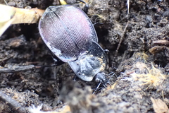 Scaphinotus elevatus