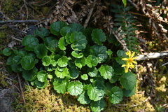 Packera bolanderi bolanderi