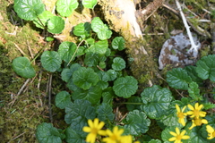 Packera bolanderi bolanderi