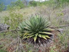 Agave convallis