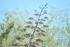 Agave aurea