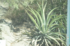 Agave aurea