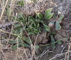 Dudleya parva