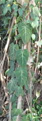 Philodendron hederaceum hederaceum