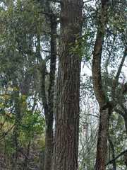 Melanerpes formicivorus