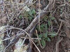 Dudleya parva