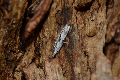 Holocola thalassinana