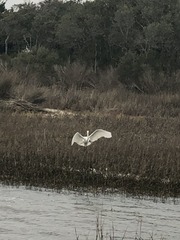 Ardea alba