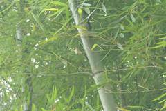 Abroscopus albogularis