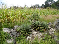 Agave convallis