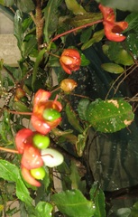Ochna serrulata