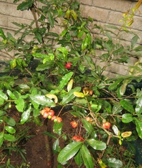 Ochna serrulata