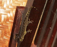 Gekko smithii