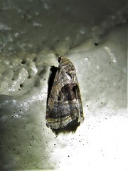 Tripudia rectangula