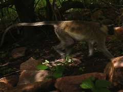 Chlorocebus tantalus