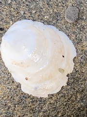 Crepidula adunca