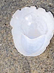 Crepidula adunca