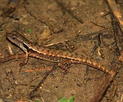 Sphenomorphus celebensis