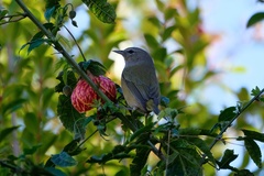 Leiothlypis celata orestera