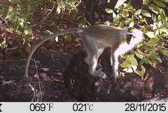 Chlorocebus tantalus