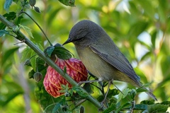 Leiothlypis celata orestera