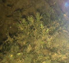 Fissidens fontanus