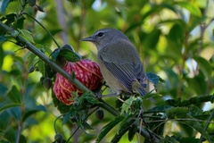 Leiothlypis celata orestera