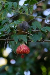 Leiothlypis celata orestera