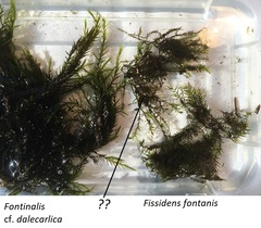 Fissidens fontanus